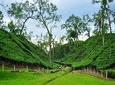 Sreemangal Tour! Sylhet, Bangladesh