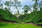 Sreemangal Tour! Sylhet, Bangladesh