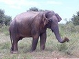 Udawalawe saffari tour
