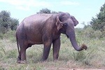 Udawalawe saffari tour