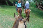 Nature & Historical Horseback Riding Tours St. Lucia