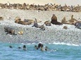 Paracas Fullday +++ / Islas Ballestas + National Park + Sandboarding in Paracas