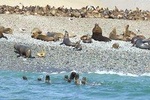 Paracas Fullday +++ / Islas Ballestas + National Park + Sandboarding in Paracas