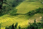 From Hanoi: 3-Day Sapa Trekking and Bus Tour