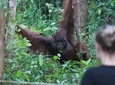 Orangutan Borneo Tanjung Puting Tour 2 nights