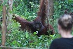 Orangutan Borneo Tanjung Puting Tour 2 nights