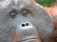 Orangutan Tanjung Puting Wildlife Trail & Arut River 5 Days