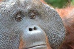 Orangutan Tanjung Puting Wildlife Trail & Arut River 5 Days