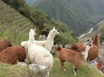 Inca Trail Trek to Machupicchu; Two-Day Trek