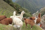 Inca Trail Trek to Machupicchu; Two-Day Trek
