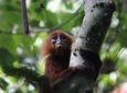 Borneo Wildlife Tour 4 Days 3 Nights At Tanjung Bulat Jungle Camp