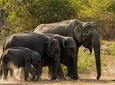 Lunugamvehera National Park Safari