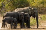 Lunugamvehera National Park Safari