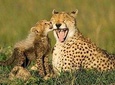 South Africa - Garden Route 4Days Golf Hyatt Resort with Luxury Accommodation
