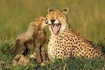 South Africa - Garden Route 4Days Golf Hyatt Resort with Luxury Accommodation