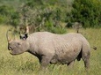 3 Days Olpejeta Wildlife Conservancy Safari