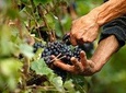 Nemea Wine Roads and Ancient Corinth Full Day Private Tour