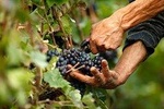 Nemea Wine Roads and Ancient Corinth Full Day Private Tour