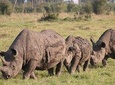 7 Days Adventurous Maasai Mara – Naivasha – Nakuru – Amboseli