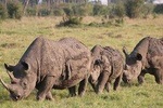 7 Days Adventurous Maasai Mara – Naivasha – Nakuru – Amboseli