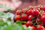 Olive Harvest 2021: Invitation to Work with Us (Free Transfer Included)