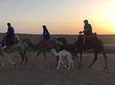 Quad Biking & Sunset Camel Ride Tour With Dinner At Marrakech Agafay Desert