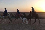 Quad Biking & Sunset Camel Ride Tour With Dinner At Marrakech Agafay Desert
