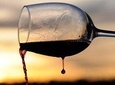 ROME LUXURY TOURS: Private wine tasting session in Vineyards with transportation