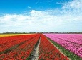 Tulip Fields of Holland tour Seasonal