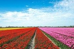 Tulip Fields of Holland tour Seasonal