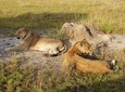 2 days Queen Elizabeth National Park Safari