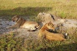 2 days Queen Elizabeth National Park Safari