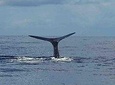 PH Whale Watch & Dolphin Cruise in Dominica 