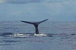 PH Whale Watch & Dolphin Cruise in Dominica 