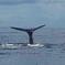 PH Whale Watch & Dolphin Cruise in Dominica 