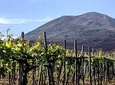 Wine tasting in a Vesuvius cellar