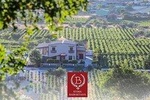 Wine taste in Bairaktari winery at Nemea