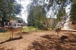 Airport Transfer, Paleik Snake Pagoda, a little bit of Bagan and to AVA
