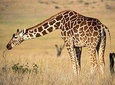 Lake Naivasha and Crescent Island National Park