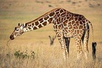 Lake Naivasha and Crescent Island National Park