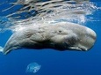 Private Waitukubuli Dolphin & Whale Watching 