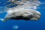 Private Waitukubuli Dolphin & Whale Watching 