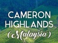 KUL Hotel to Cameron Highland(One Way Transfer)