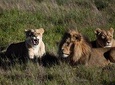 South Africa-Cape town ( The Best Big Five Safari tour )