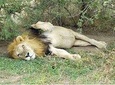 5 Days in to the heart of serengeti 