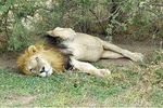 5 Days in to the heart of serengeti 