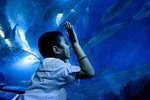 Underwater World Pattaya (Ticket Only)