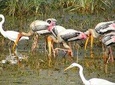  Day Tour from Jaipur Bird Watching in Keoladeo National Park (Bharatpur)