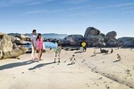 Swimming with African Penguins at Boulders Beach - Shared Tour From Cape Town