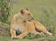 Nairobi National Park Tour